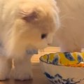 1日かけて煮込んだ『ママ渾身のカレー』に……猫が見せた『まさかの行動…