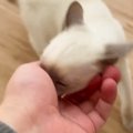 『仕事に行かせたくない子猫vs行きたい飼い主』…可愛すぎる『攻防戦の…