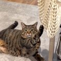 猫の爪が引っかかっていたので、取ってあげた結果→同じことを繰り返し…
