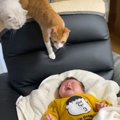爆泣きしている赤ちゃんの周りに『続々と猫が集まってきた』結果…とん…
