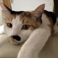 殿様猫とその下僕夫婦のもとに新しい家族が！ちびっこギャングの仲間…