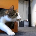 【無限ループ】猫ちゃんが次から次に出てくるアンプ型爪とぎ！？