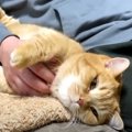 猫が『3日ぶりにパパに会った』結果…可愛すぎる"甘え方"に…