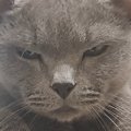 年を取って『狂暴な猫』が落ち着いたかと思ったら…パパがツンツンして…