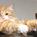 キャットタワーにいた2匹の猫、『おてて』をよく見ると…変身ポーズのよう…