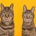 猫は性別によって『顔立ち』が違うって本当？異なる3つのポイントや見分け…