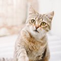 猫が語尾をあげて『ニャ？』と鳴く理由3選　聞きたいことがある？気持…