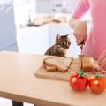 猫はクリームパンを食べても大丈夫？好きな理由な注意点について