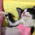 猫が睡眠中に見せたまさかの行動…思わず笑みが溢れてしまう展開に5万8…