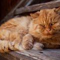 猫の『寿命』は4つの要素が影響していた！性別や被毛、環境…その理由…