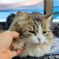 キーボードの上を占領してきた猫→首をコショコショしたら…飼い主さんに見…