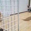 知らない茶色のヤツがいるニャ…子猫が来て１カ月！初めての顔合わせに…