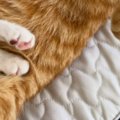 遊び疲れた2匹の猫→いっしょに昼寝を始めて…あまりにも尊い光景に「な…