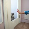 猫が『捨てられたかも…』と不安になっているときのサイン5つ　行動に…