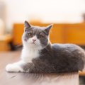 猫が飼い主に『勘違いされがち』なこと4つ