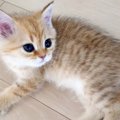 元気よく遊んでいる赤ちゃん猫たち→飼い主が優しく撫でると、"次…
