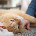 主の愛の深さは？猫が『あなたの愛情を試している』ときの行動5選　全…