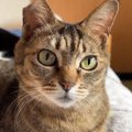 童顔の猫→『年齢』を見てみると……？信じられないほどに『若々しい姿』…