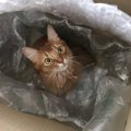 猫は暗い場所でもハッキリ見えてる？人間と猫の「目」の違い