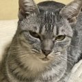 猫が呼びかけを無視する理由4つ