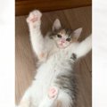『巨大化詐欺…？』小柄で可愛らしい子猫→愛情いっぱいに育てられた結…