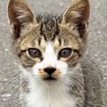 『運命を感じた』町の道端にいたところを保護された子猫… 2ヶ月後の『…