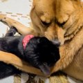 猫が同居犬を『魅了』してしまった結果…『熱烈なキス』にされるがまま…