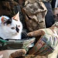 戦闘地域で保護された猫が、犬とともに「ドローン」で安全地帯へと無…