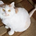 猫の暑さ対策に『サマーカット』をするメリット・デメリット　かえって体…