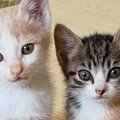 保護したときは『とっても小さかった2匹の子猫』→4か月後…驚きの『成長ビ…