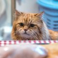 猫の飼い主あるある『お悩み』TOP4！それぞれの解決方法も合わせてご…