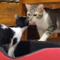 『新入り保護子猫』との初対面で先住猫がとった行動…心温まる"神…