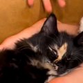 ソファで女の子の足を枕にする猫ちゃん→起こそうとした結果…思った以上に…
