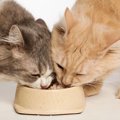 猫がフードを食べて『まずい』と思っている時の仕草４つ