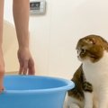 パパ猫をママが『1年ぶりにお風呂』に入れたら…明らかになった『真の…