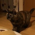 猫が腰を低くして歩いているときの心理４つ