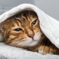 猫が『体調不良』のときにみせるサイン4選　見逃せないポイントや取るべき…