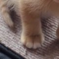 高いところに登ったりして『遊んでいた子猫』→疲れてしまったようで……