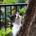 猫が木登りしたくなる4つの理由と室内で使えるおすすめグッズ3選