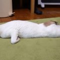 気を抜くとすぐにあざらし化しちゃう猫ちゃん