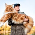 迫力満点な『大型猫種』3選　ギネス記録を連発する品種も…飼育上の注意点…