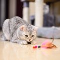 保護猫カフェから猫を迎える方法は？メリットからお迎えする流れまで…