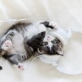 猫はなぜ『男性より女声が好き』と言われるの？よく言われる3つの説　仲良…