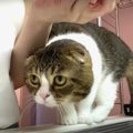 飼い主さんが帰ってきてうれしい！離れなくなった甘えん坊猫さん♡