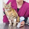 猫が『高血圧』になると表れる症状4つ　シニア猫は特に注意？主な原因や治…