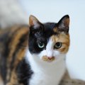 幸運を呼ぶ証？『縁起がいい猫』の特徴3選　鍵しっぽ、黒猫…そういわ…