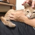 パパの膝の上が大好きで『何度降ろしても戻ってきていた子猫』が、成長し…