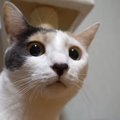 子猫のテンションについていけない大人な猫ちゃん