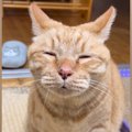 眠気に耐えながら『何かを伝えようとする猫』→口を小さく開けると…『…