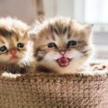 猫は鳴き方を使い分けている！3つのシーンで異なる鳴き声